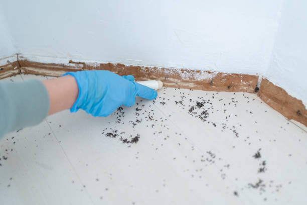 Best Wasp Removal Services  in West Wareham, MA