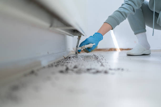 Best Spider Control Near Me  in West Wareham, MA